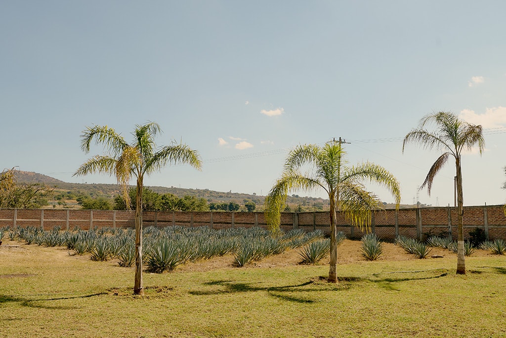 agave