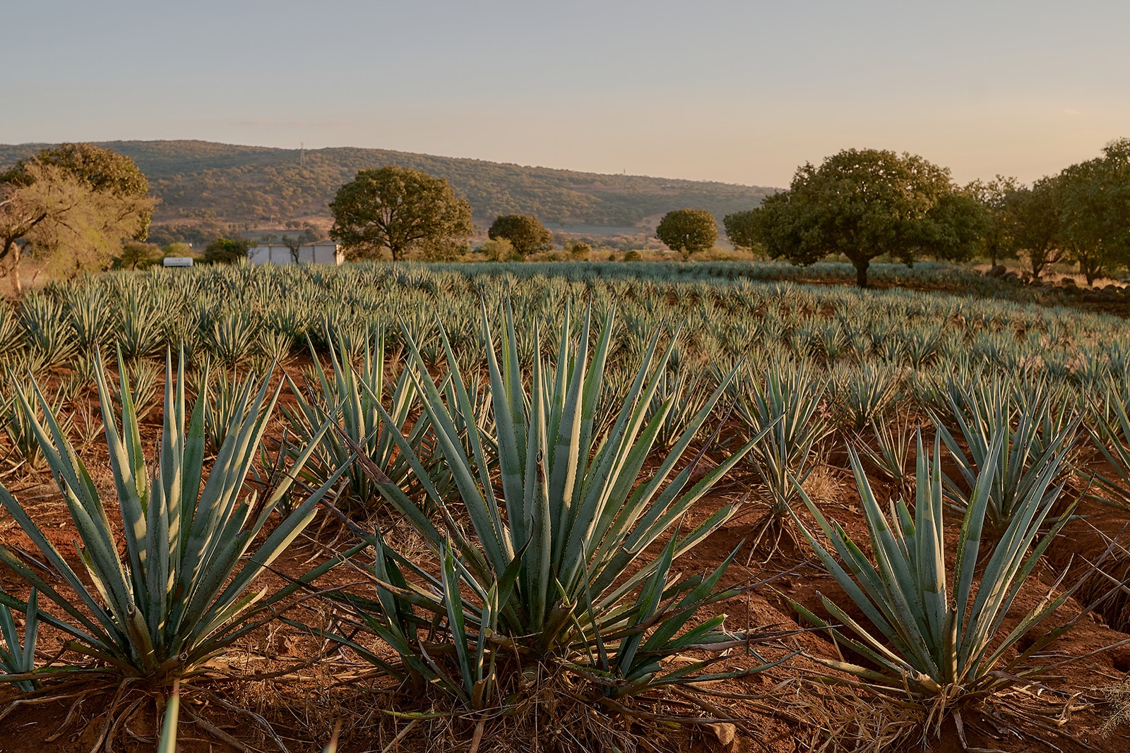agave